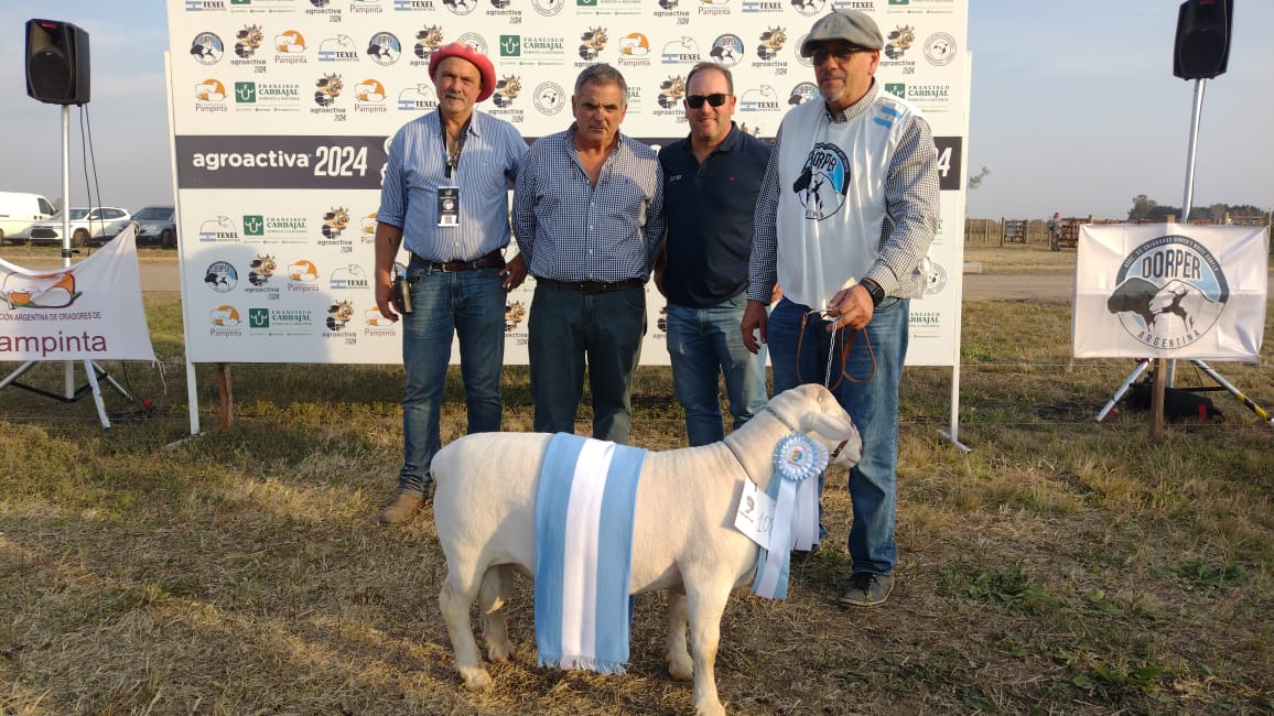 CabaÃ±as de varias provincias presentaron sus mejores reproductores ovinos Dorper