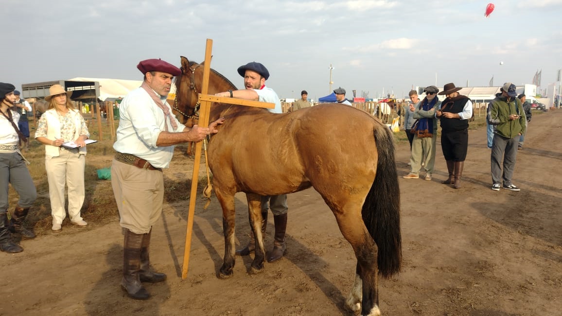Los caballos criollos pasan por la admisiÃ³n y jura para las actividades ecuestres en AgroActiva