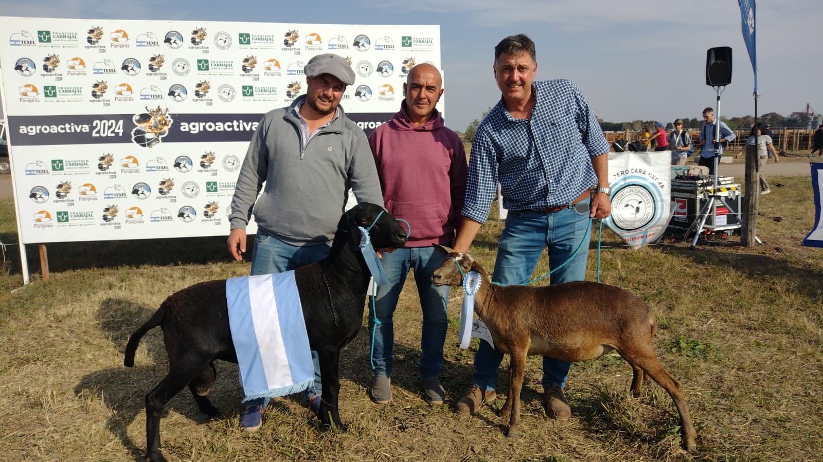 Santa InÃ©s, la raza ovina que se instala para deslanar los rodeos de ovejas
