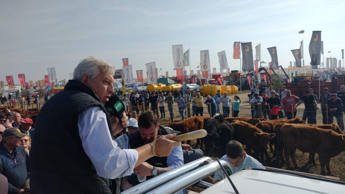 ¡Atención Productores! AgroActiva calienta motores con su agenda de Remates Ganaderos