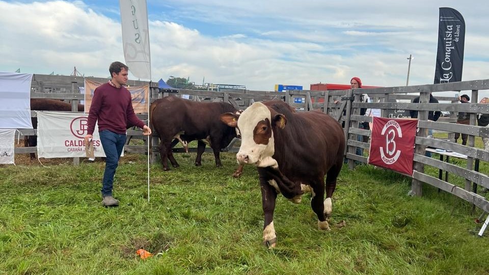 La raza Braford mostró todo su potencial productivo en la pista de AgroActiva