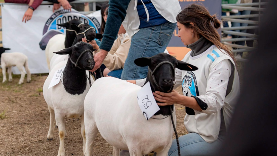 Exitoso remate de reproductores ovinos dorper y white dorper en agroactiva