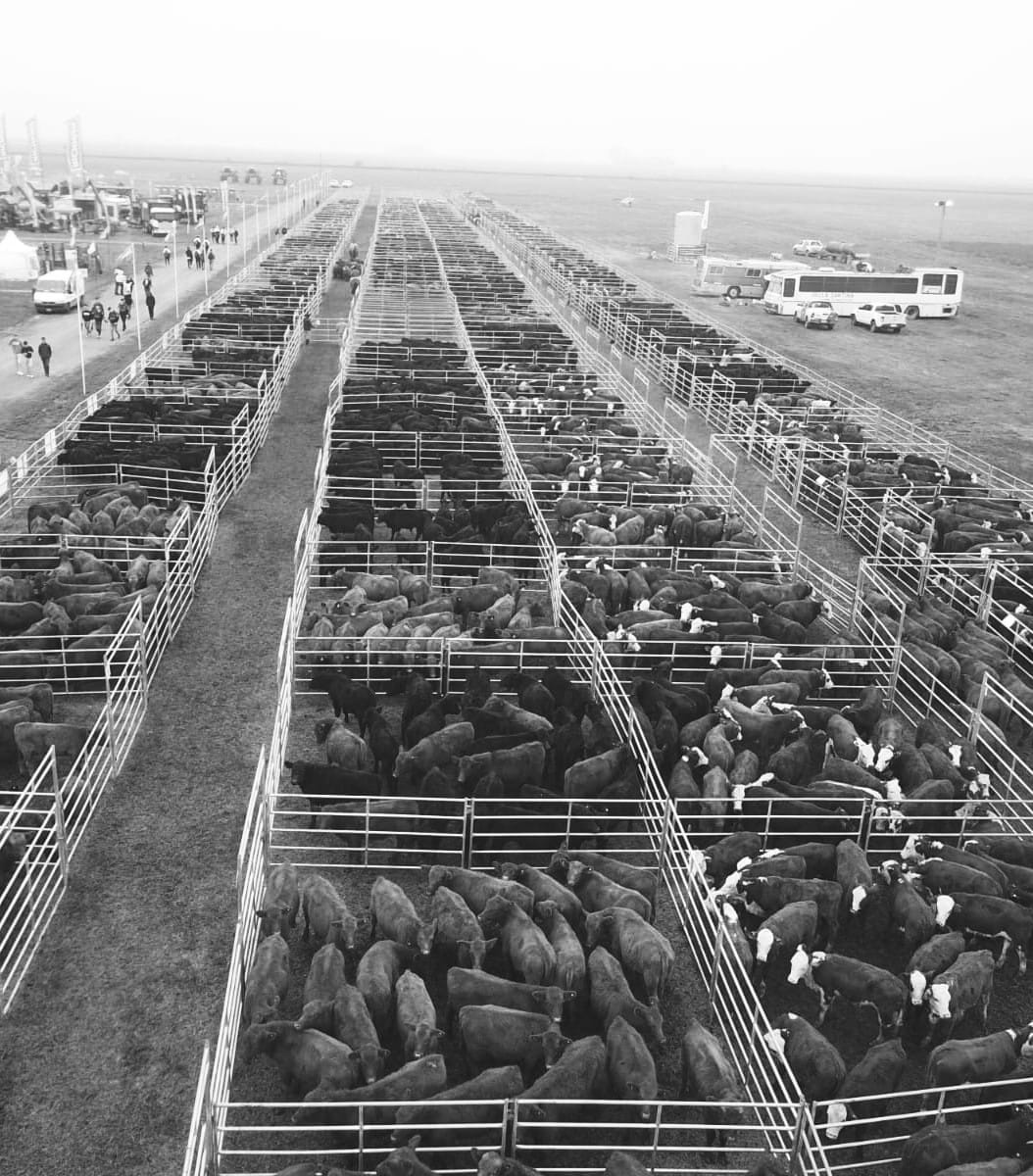 Se encuentra abierta la inscripciÃ³n para AgroActiva Ganadera 