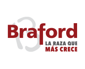 Braford